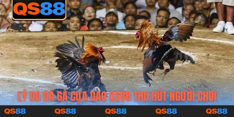 Lý do đá gà cựa dao QS88 thu hút người chơi\