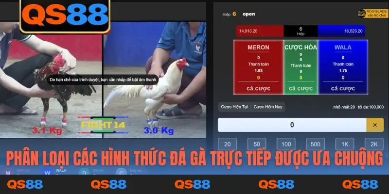Phân loại các hình thức đá gà trực tiếp được ưa chuộng