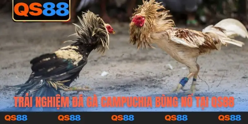 Trải nghiệm đá gà Campuchia bùng nổ tại QS88
